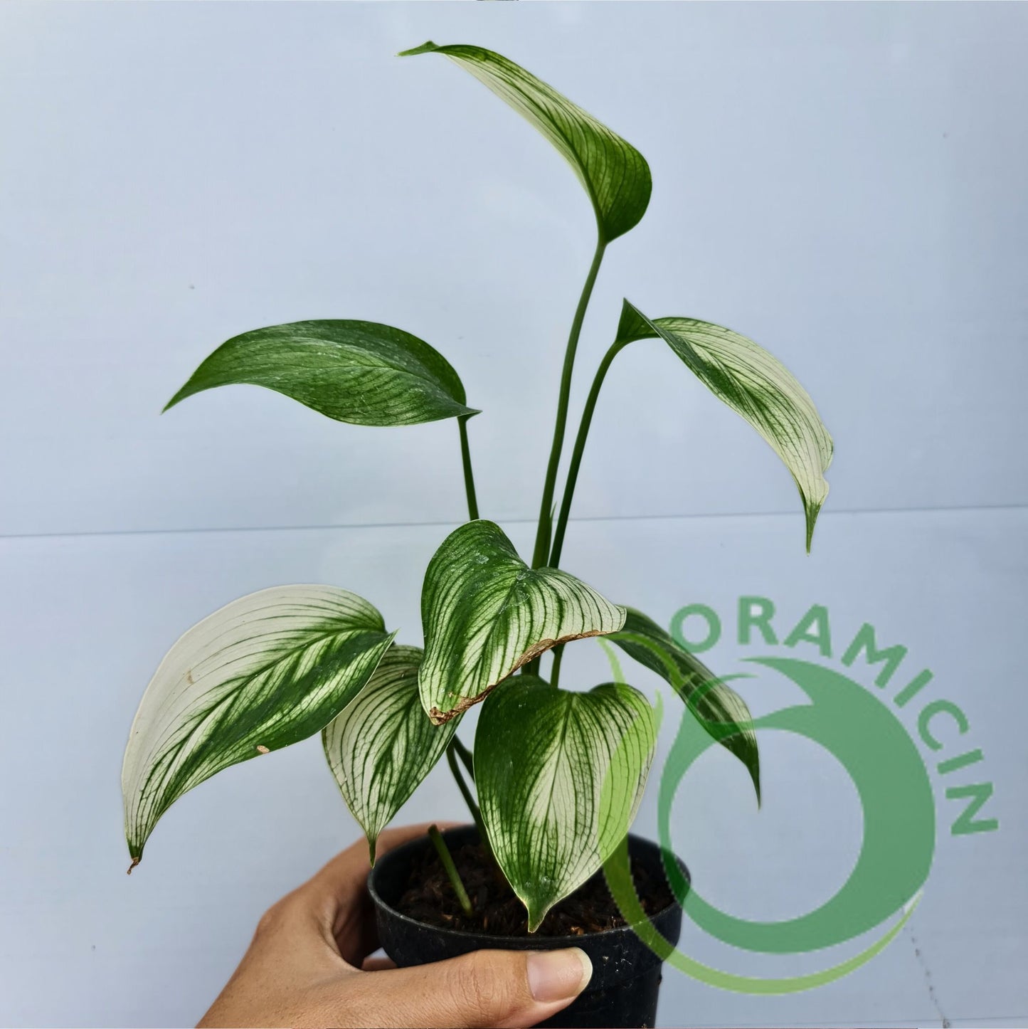 Scindapsus White Monster Tropical Plants ORAMICIN