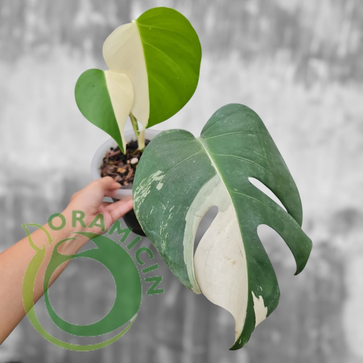 Monstera Tropical Plants ORAMICIN