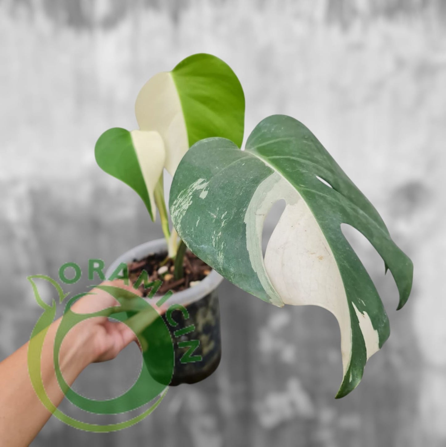 Monstera Tropical Plants ORAMICIN