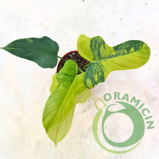 Philodendron Bippenifolium 잡색의 열대 식물 ORAMICIN