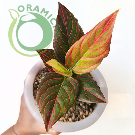 Aglaonema Red Vein Rare Tropical Plants ORAMICIN