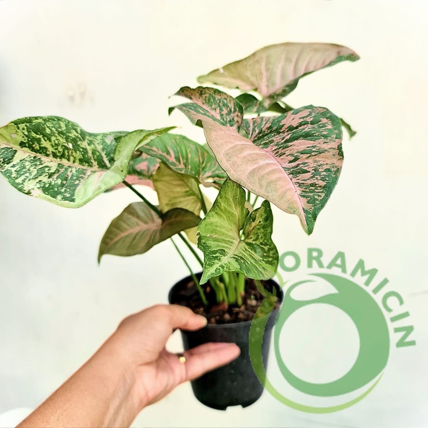 Syngonium Pink Flacket Tropical Plants ORAMICIN