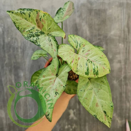 Syngonium Confetti 삼색 잡색 열대 식물 ORAMICIN