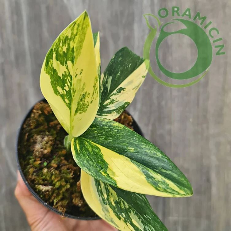 Monstera Standleyana Aurea Variegated SMALL ORAMICIN