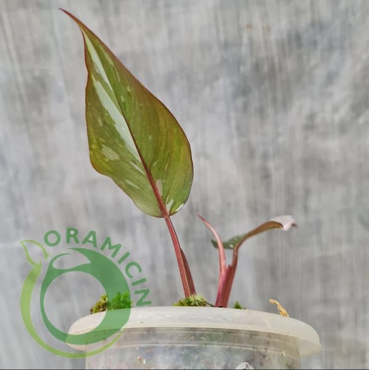 Philodendron Red Anderson 잡색의 열대 식물 ORAMICIN