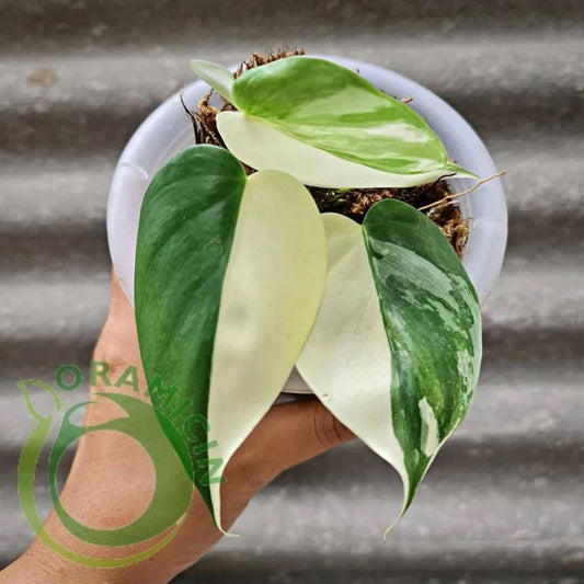 Philodendron Hederaceum ALBO 잡색 열대 식물 ORAMICIN