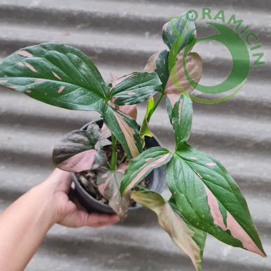 Syngonium Pink Splash Variegated tropical plants ORAMICIN