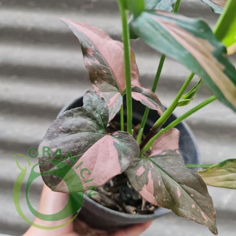 Syngonium Pink Splash 다양한 열대 식물 ORAMICIN