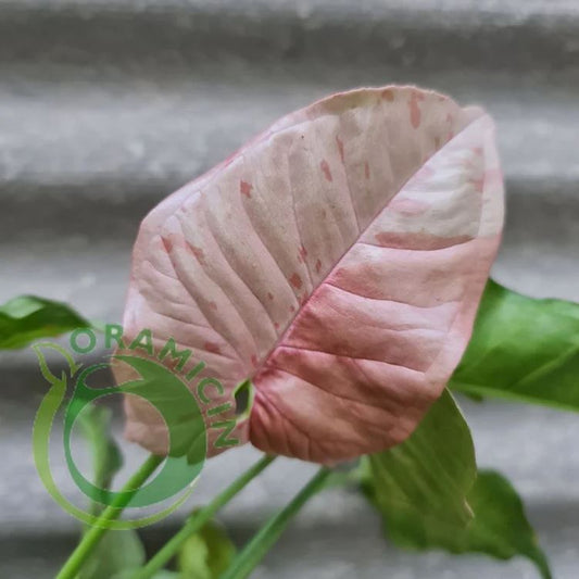 Syngonium Pink Spot variegated tropical plants ORAMICIN