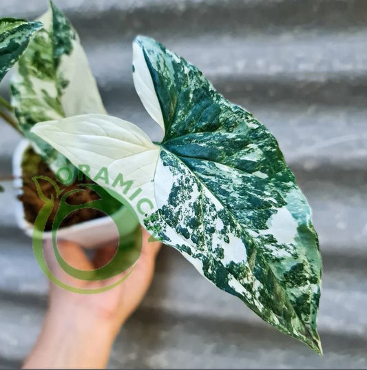 Syngonium Albo Variegated White Variegated Tropical Plants ORAMICIN