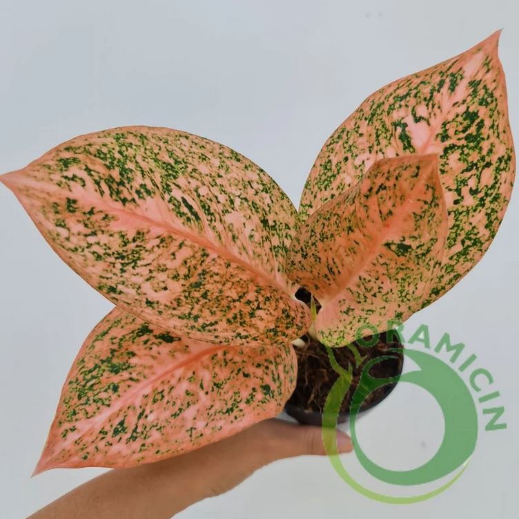 Aglaonema Stardust Orange Tropical Plants ORAMICIN