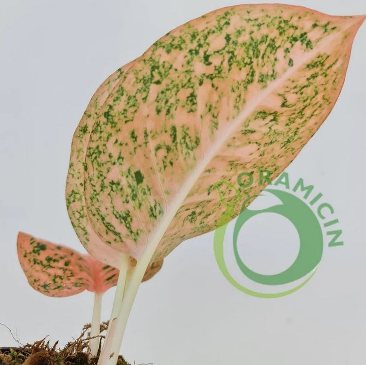 Aglaonema Stardust Orange Tropical Plants ORAMICIN