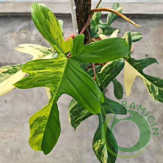 SUPER BIG Philodendron Florida Beauty Variegated Tropical plants ORAMICIN