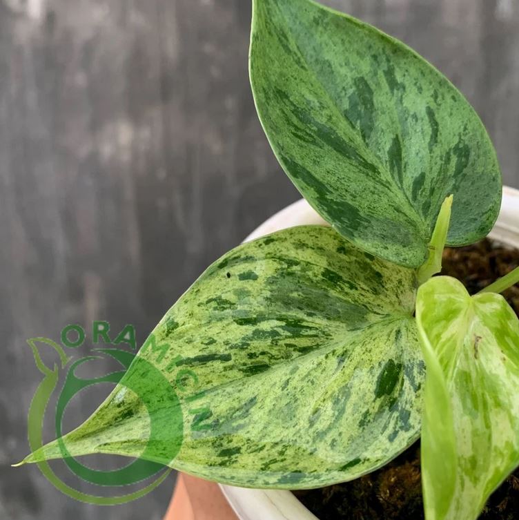 Variegated Hederaceum order