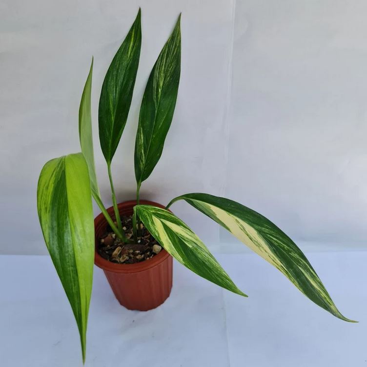 Epipremnum Amplissimum Variegated Tropical Plants ORAMICIN