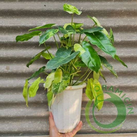 Philodendron Burlemarx Variegated Tropical Plants ORAMICIN