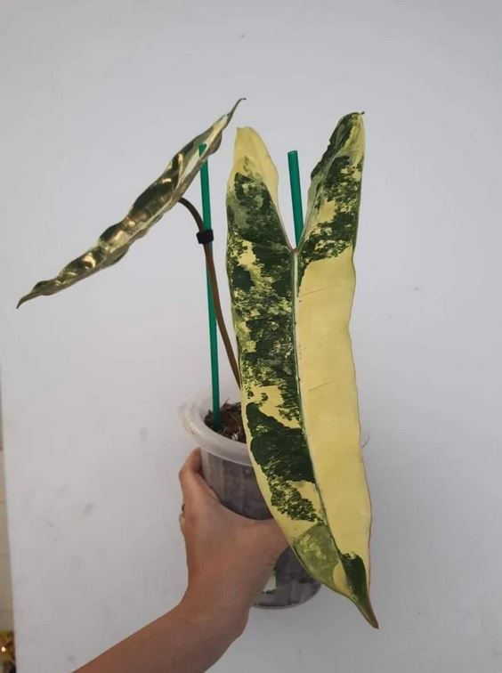 Philodendron Billietiae Variegated Tropical plants ORAMICIN