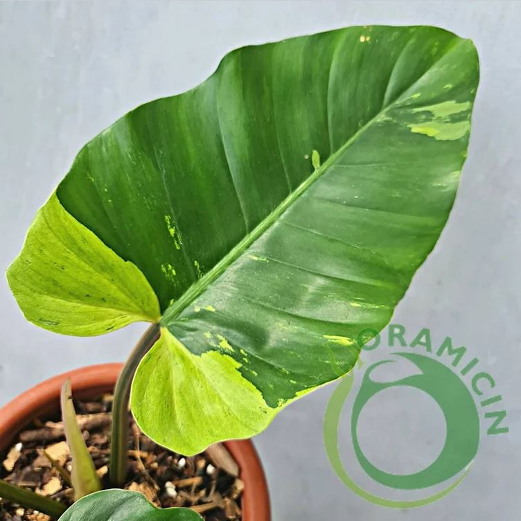 Philodendron Jungle Fever 잡색의 열대 식물 ORAMICIN