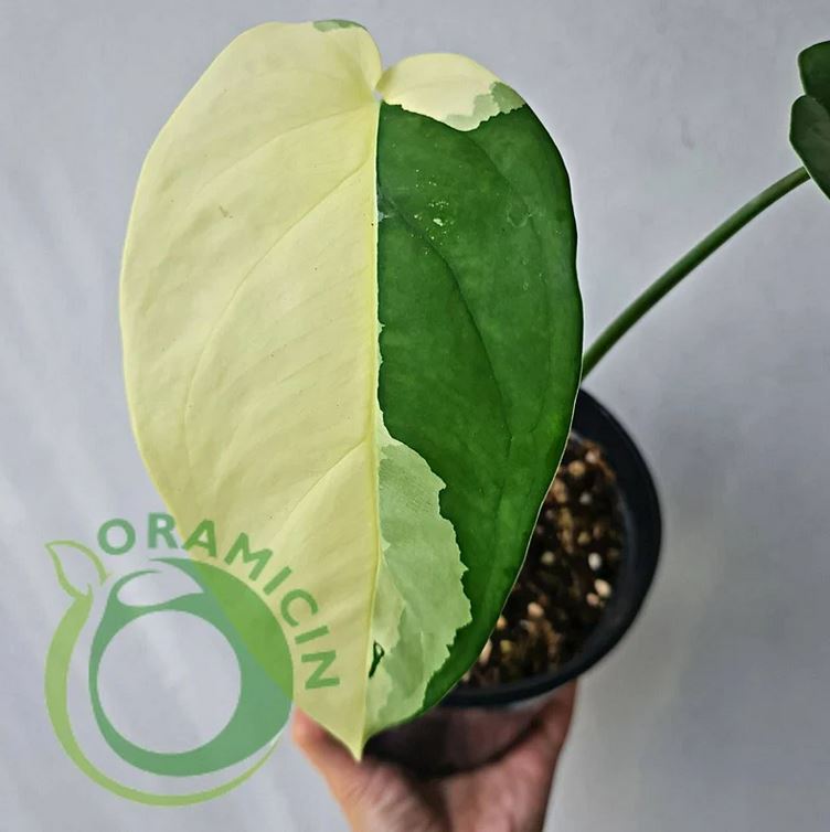 Syngonium Ciapense 다양한 열대 식물 ORAMICIN