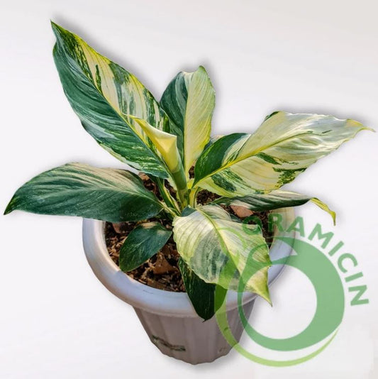 Spatiphyllum Sensation Variegated Tropical plants ORAMICIN