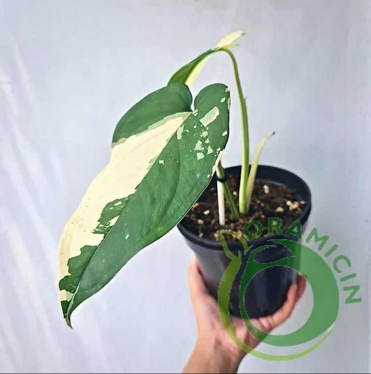 Syngonium Ciapense 다양한 열대 식물 ORAMICIN