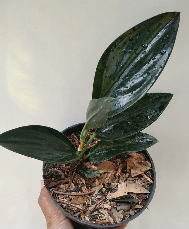 3 plants Scindapsus Treubii Dark Form, free outlet phytosanitary Certificate! Dhl express