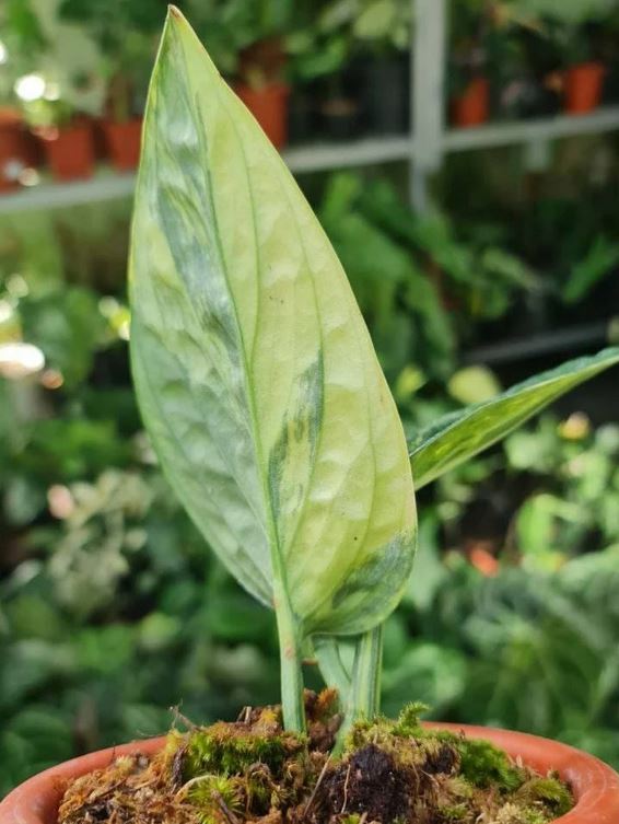 Monstera Karstenianum Variegated Monstera Peru Variegated Tropical Plants ORAMICIN