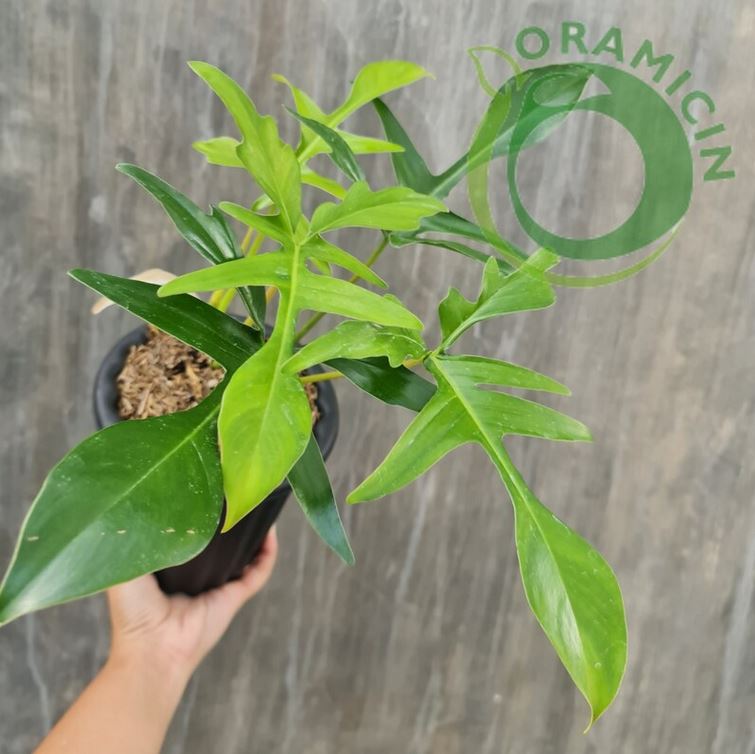 Philodendron Gladhand 글래드 핸드 열대 식물 ORAMICIN