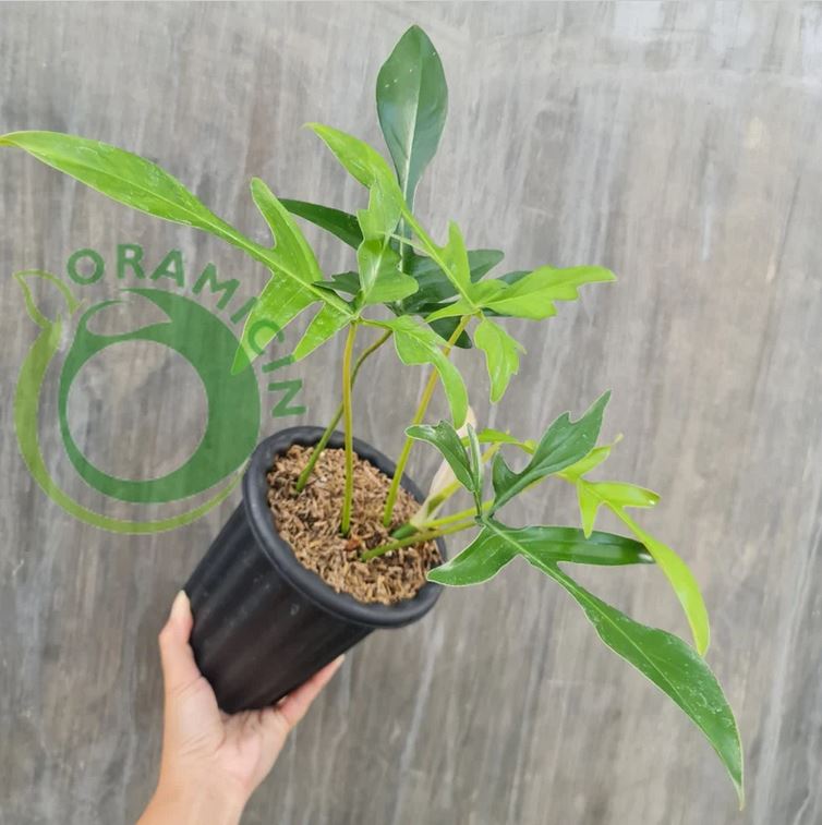 Philodendron Gladhand 글래드 핸드 열대 식물 ORAMICIN