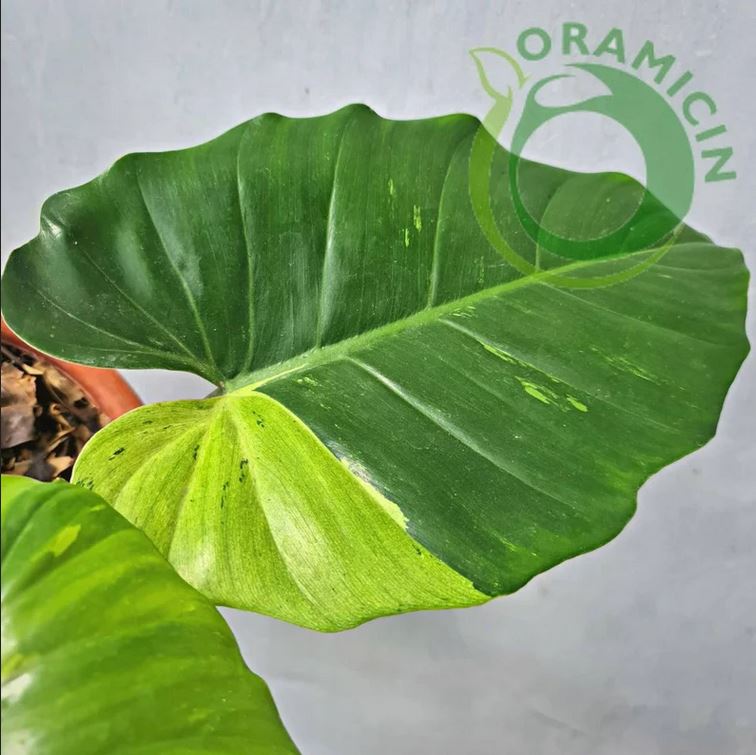 Philodendron Jungle Fever 잡색의 열대 식물 ORAMICIN