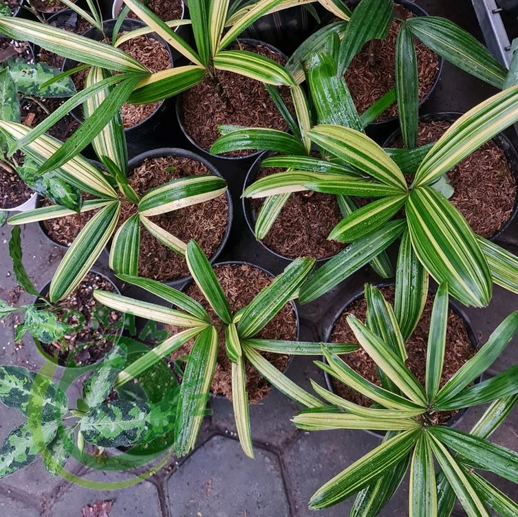 Rhapis Humilis hot Lady Palm Variegated Free Certificate Phytosanitary