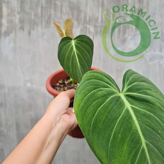 Philodendron Glorious ( Gloriosum x Melanochrysum) 열대 식물 ORAMICIN