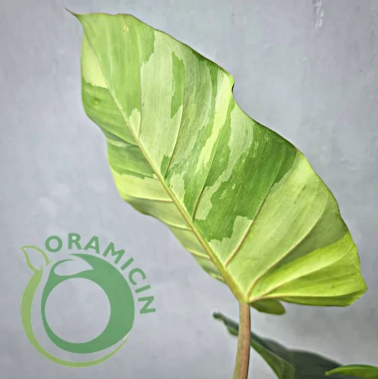 Philodendron Jungle Fever 잡색의 열대 식물 ORAMICIN