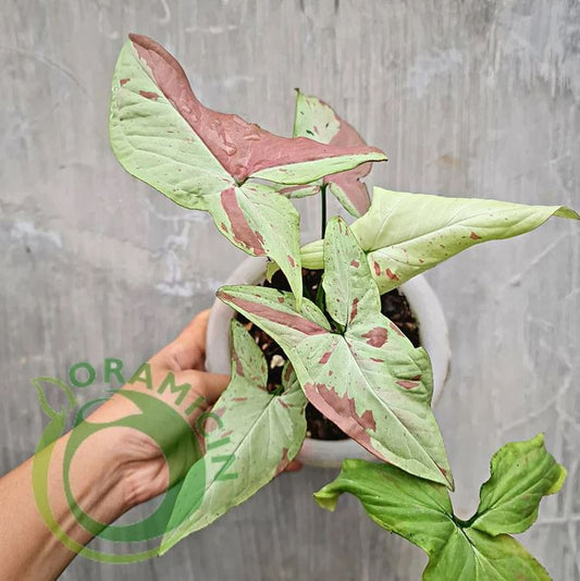 Syngonium Pink Salmon Variegated Tropical Plants ORAMICIN