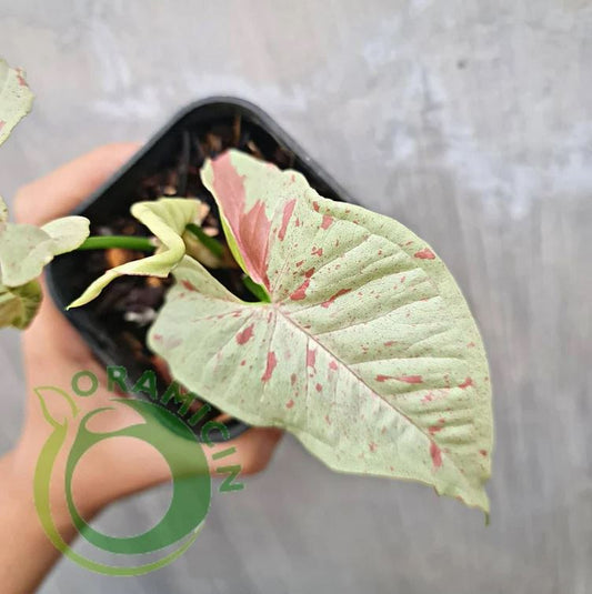 SMALL Syngonium Milk Confetti Variegated Tropical Plants ORAMICIN