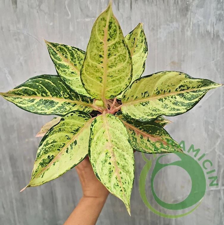 Aglaonema 냉동 열대 식물 ORAMICIN