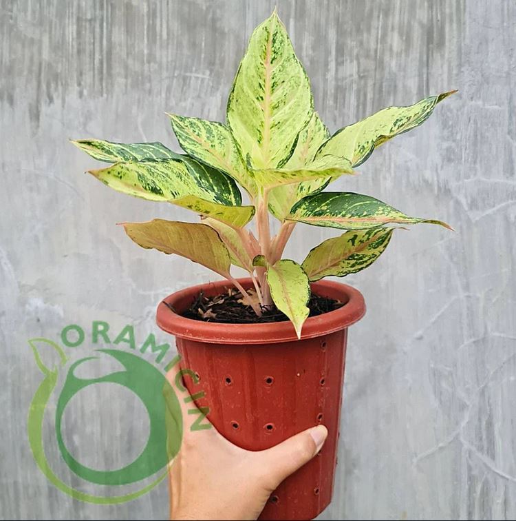 Extremely Rare Aglaonema Frozen House Plant Aroid Tropical Indoor Outdoor hot DHL Express Free Phytosanitary Certificate