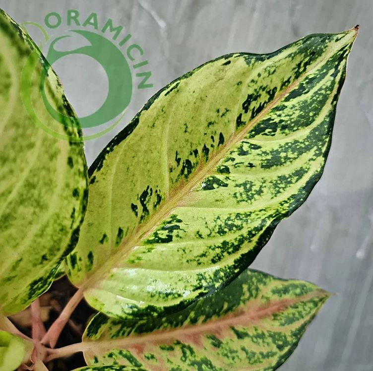 Aglaonema 냉동 열대 식물 ORAMICIN