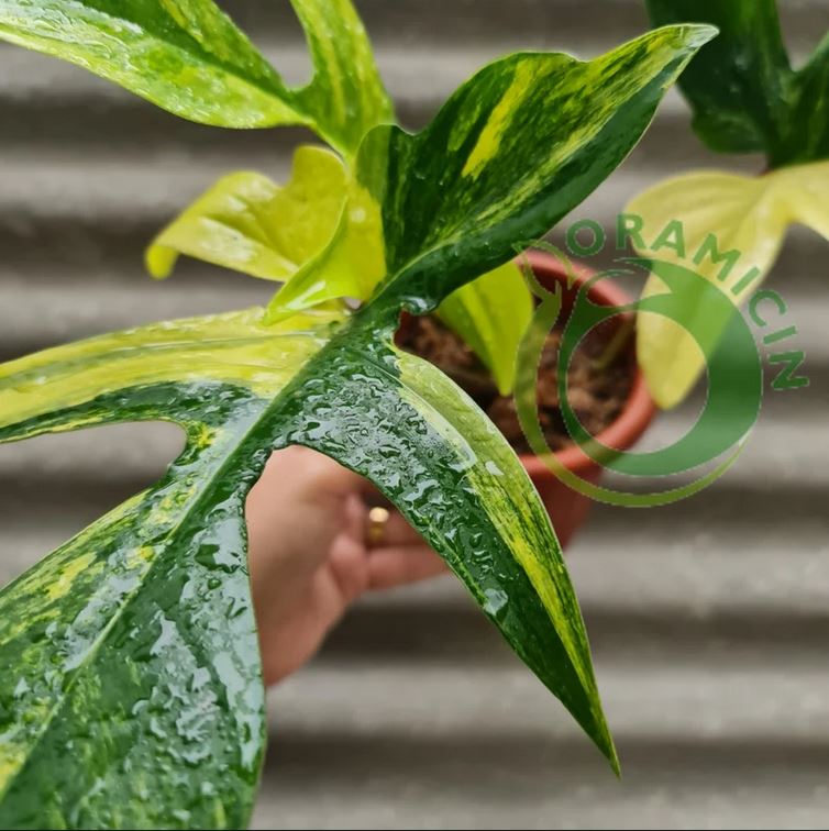 Philodendron Florida Beauty Variegated newest Plant 1 leafs free Phytosanitary Certificate