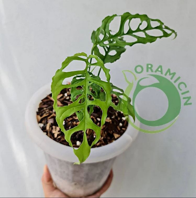 Monstera Obliqua 페루 열대 식물 ORAMICIN