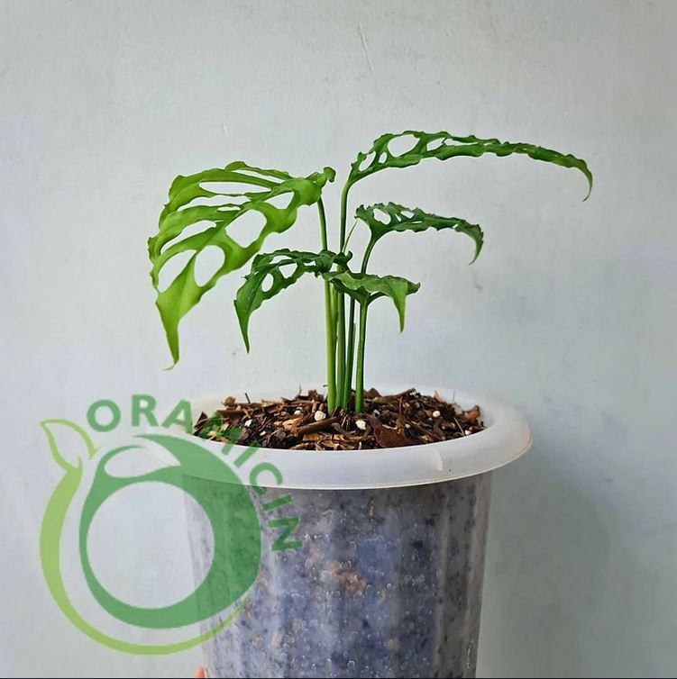 Monstera Obliqua 페루 열대 식물 ORAMICIN