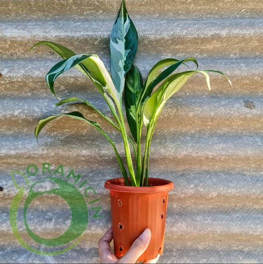 Spatiphyllum Variegated Peace Lily Tropical Plants ORAMICIN