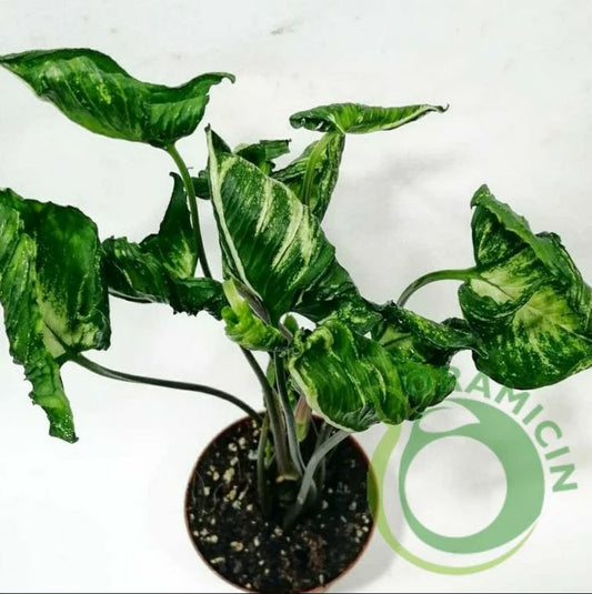 Syngonium Godzilla Tropical Plants ORAMICIN