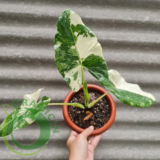 Alocasia Macrorrizha Variegated Tropical Plants ORAMICIN