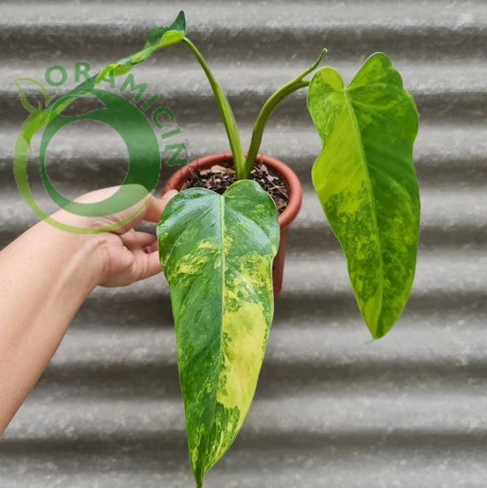 Philodendron Domesticum 잡색의 열대 식물 ORAMICIN