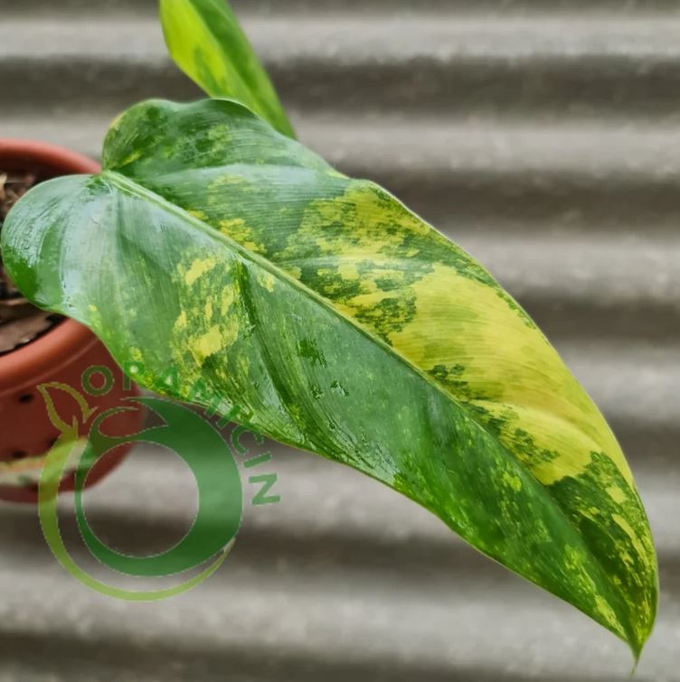 Philodendron Domesticum Variegated Tropical Plants ORAMICIN