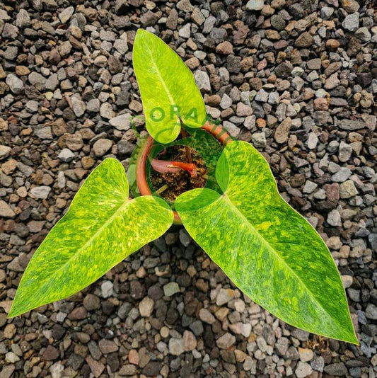 Philodendron Painted Lady Tropical Plants ORAMICIN