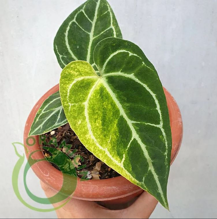 Anthurium Crystallinum 잡색의 열대 식물 ORAMICIN