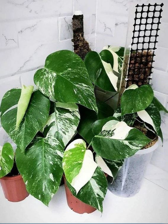 Monstera Albo 2024 Varigated Luxurious 1 Leaf Real Pict Ship By DHL Express Free Phytosanitary Certificate