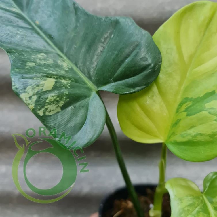 Philodendron Bippenifolium 잡색의 열대 식물 ORAMICIN